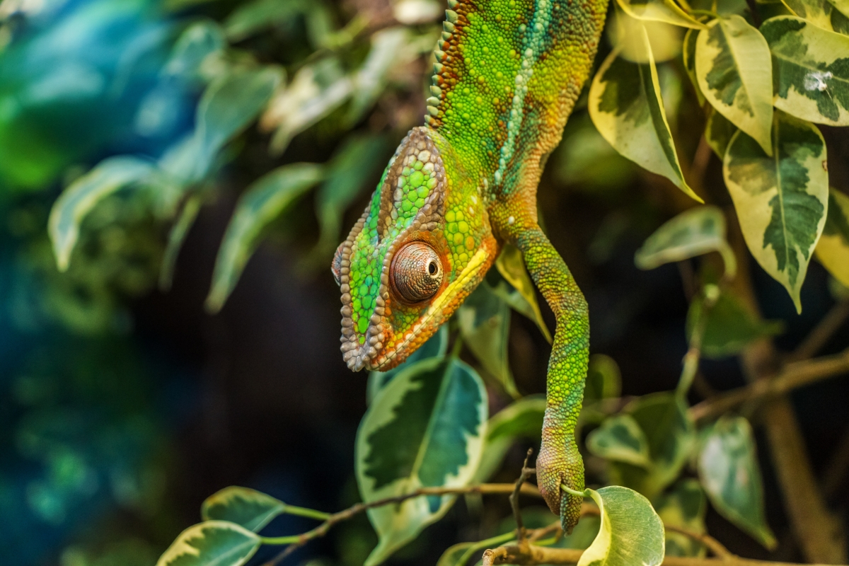 Canva - Green Chameleon on Green Leaved Tree